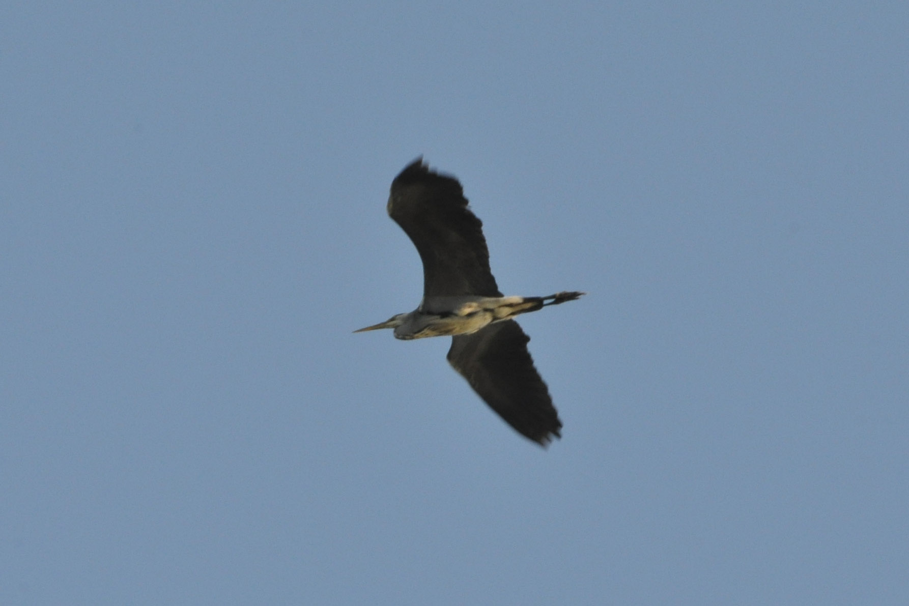 uccello da identificare